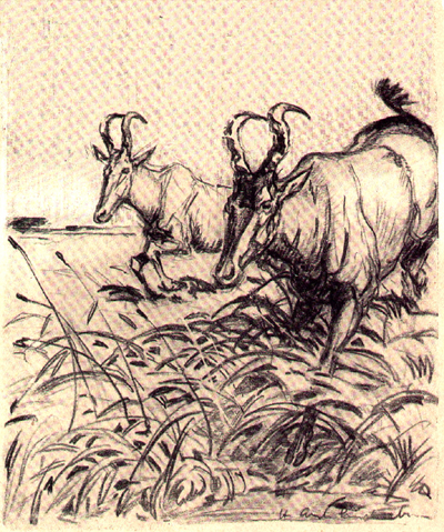 Bild Hartebeest von Uli Aschenborn